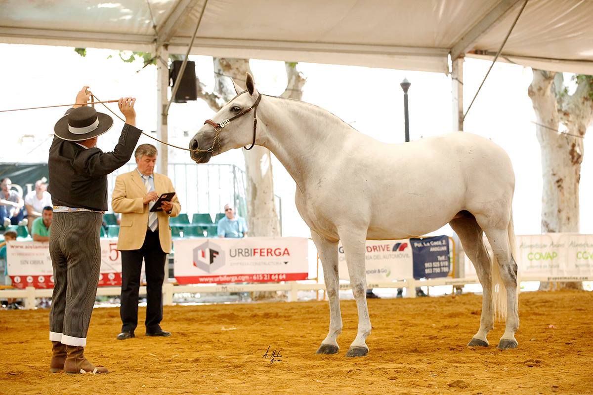 ALGARVE JB Medalla de Plata yeguas adultas en ANDUCAB 2018 de la mano de Juan Manuel Tabla-1